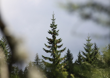 Gemeine Fichte (Picea abies) - © Emanuel Trummer